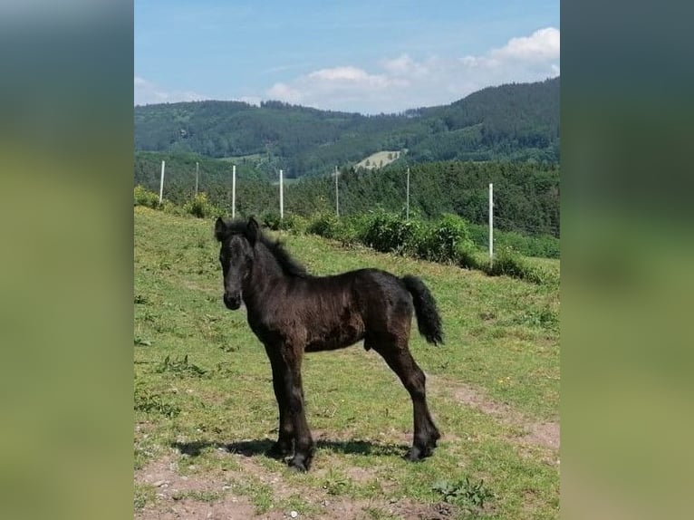 Fell pony Stallion 1 year 13,3 hh Black in Schuttertal