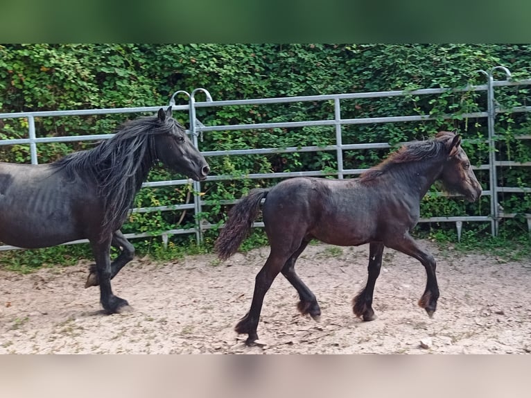 Fell pony Stallion 1 year 13,3 hh Black in Schuttertal