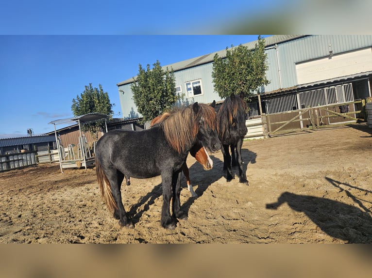 Fell pony Stallion 1 year 13,2 hh Grey in Medemblik