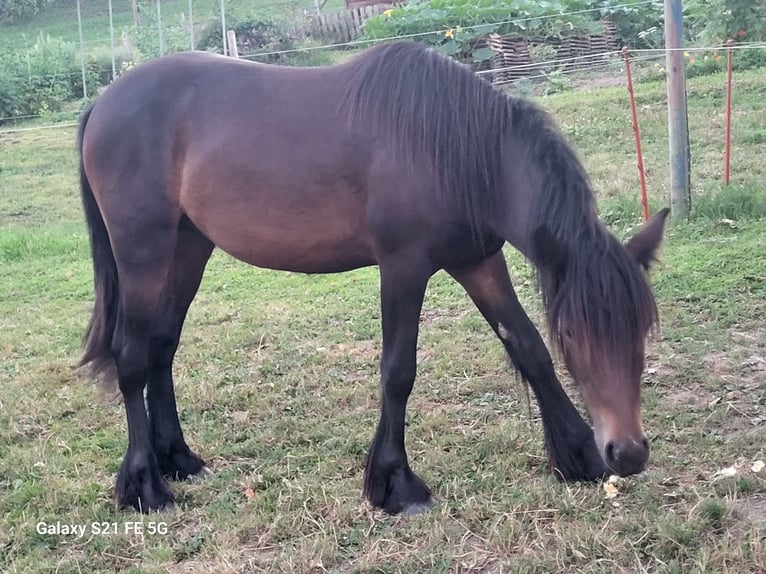 Fell pony Stallion 2 years 13,1 hh Bay-Dark in Bleienbach