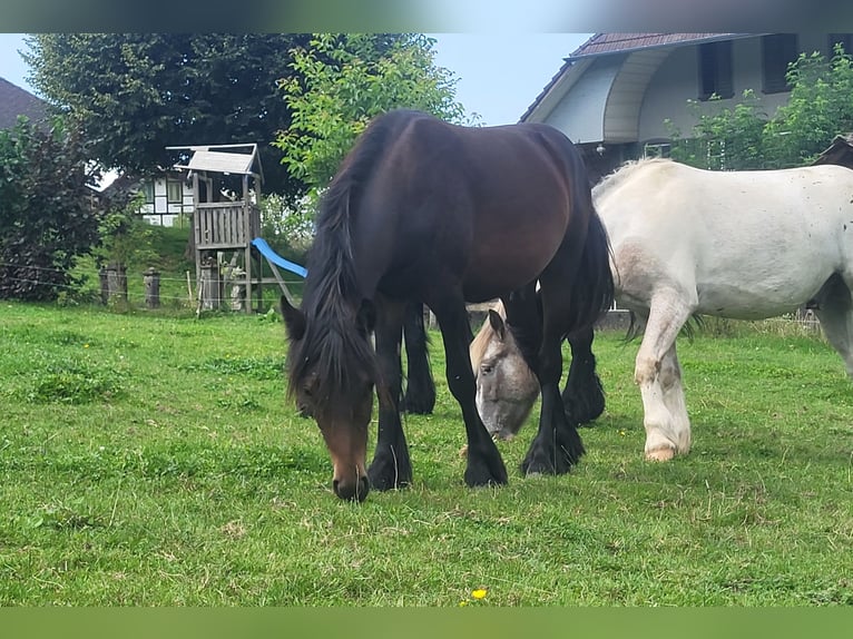 Fell pony Stallion 2 years 13,1 hh Bay-Dark in Bleienbach