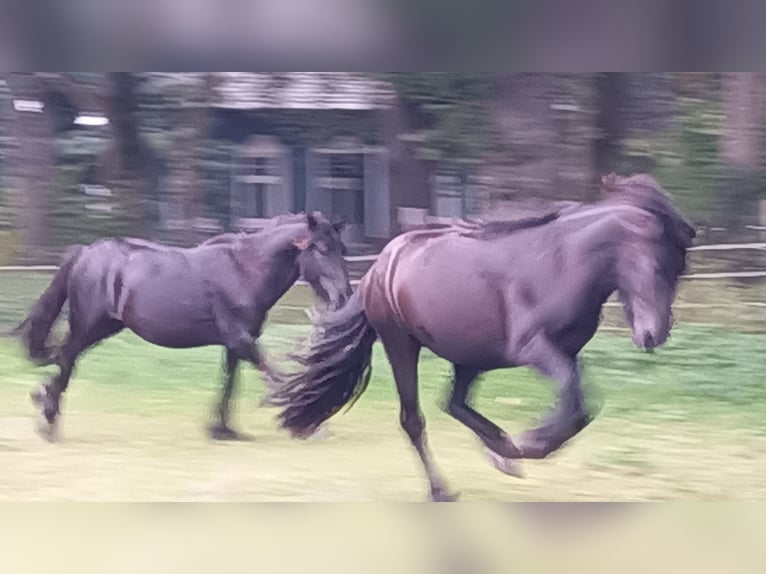 Fell pony Stallion 2 years 13,2 hh Black in Weener