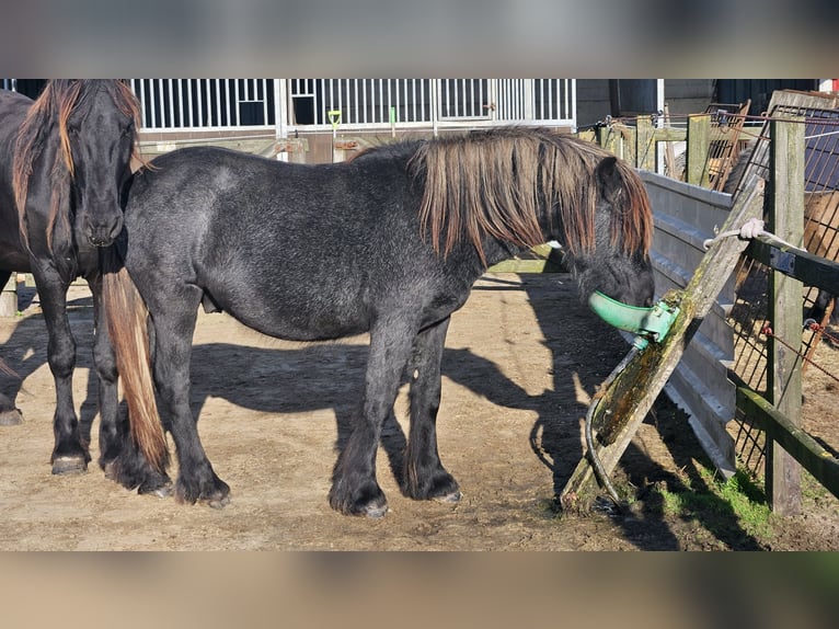 Fell pony Stallion 2 years 13,2 hh Grey in Medemblik