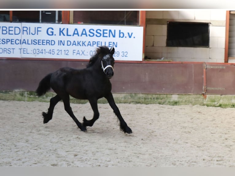Fell pony Stallion 2 years 13,2 hh Grey in Medemblik