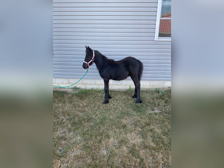 Fell pony Stallion Foal (05/2025) 10,1 hh Black in Wooster