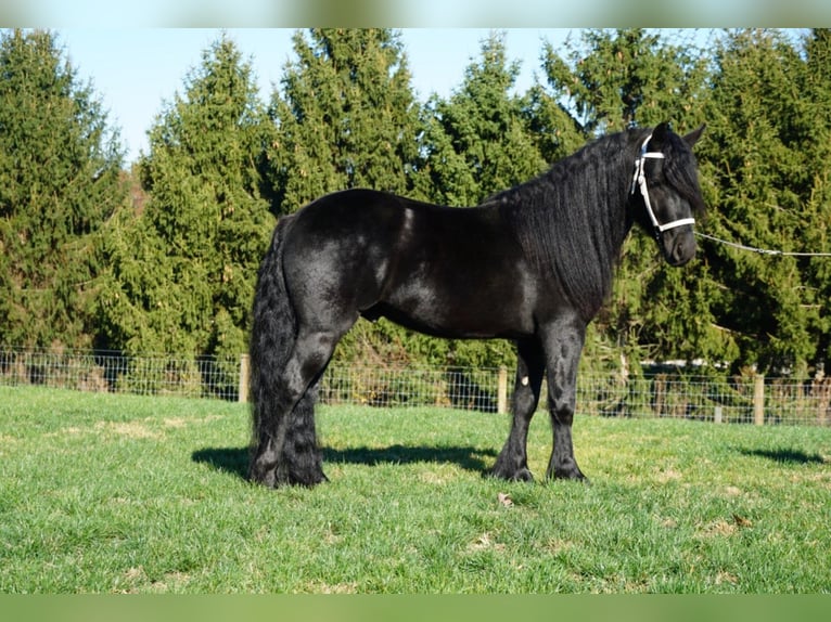 Fell pony Stallion Foal (05/2025) 10,1 hh Black in Wooster