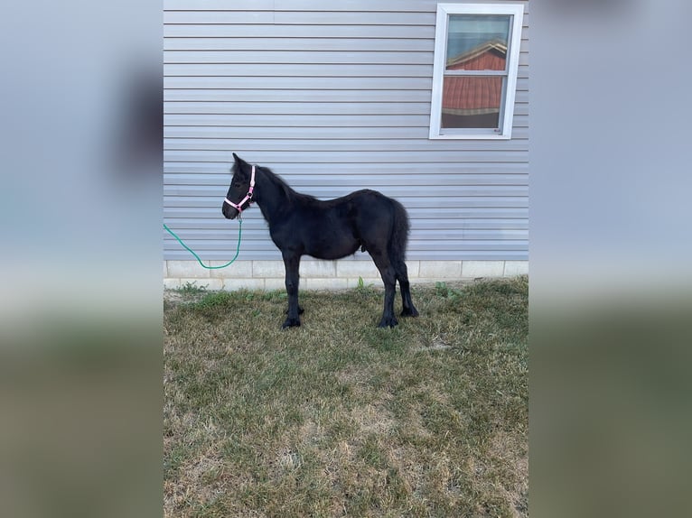 Fell pony Stallion Foal (05/2025) 10,1 hh Black in Wooster