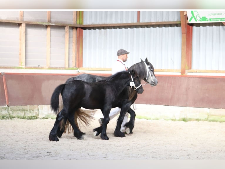 Fell pony Stallion Foal (01/2024) 13,2 hh Gray in Medemblik