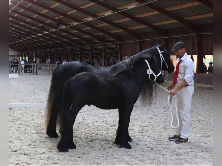 Fell pony Stallion Foal (01/2024) 13,2 hh Gray in Medemblik