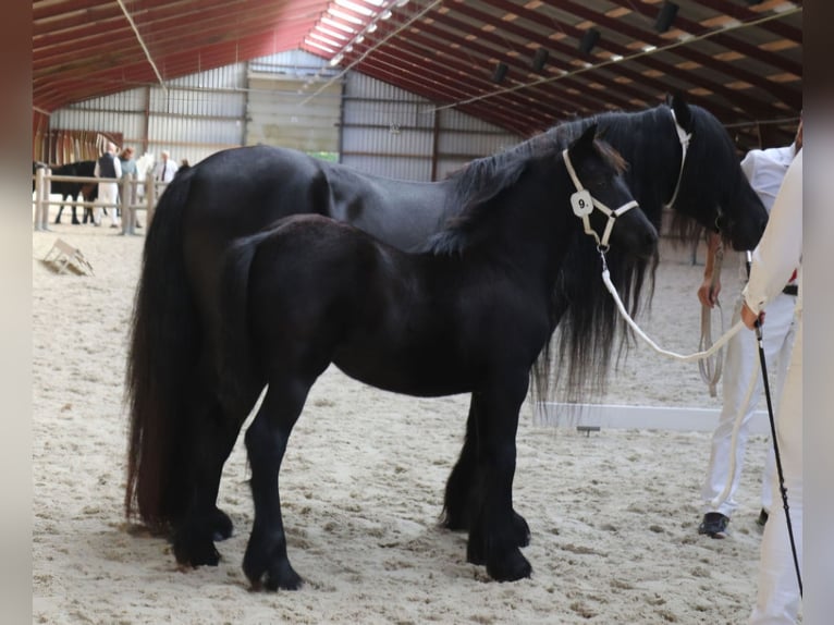 Fell pony Stallion Foal (01/2024) 13,2 hh Gray in Medemblik