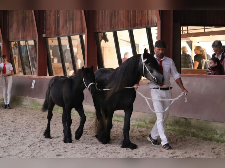 Fell pony Stallion Foal (01/2024) 13,2 hh Gray in Medemblik