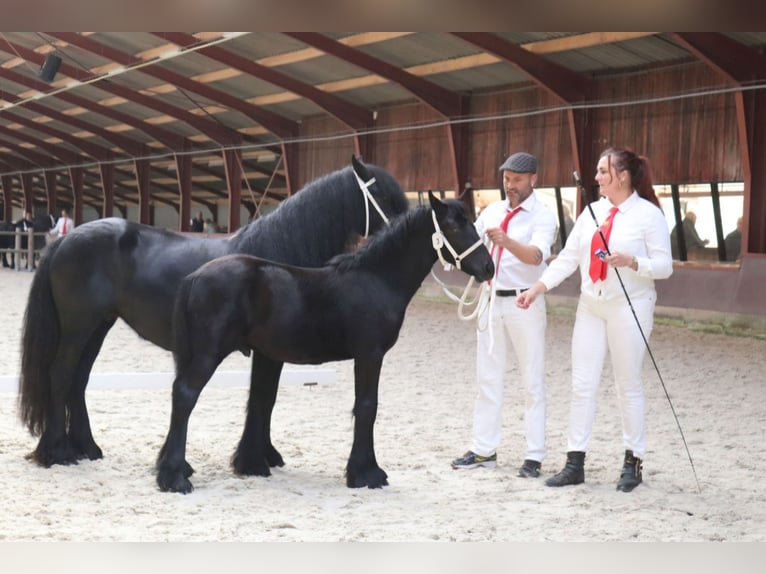 Fell pony Stallion Foal (01/2024) 13,2 hh Gray in Medemblik