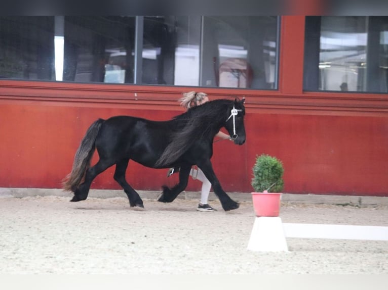 Fell pony Stallion Foal (01/2024) 13,2 hh Gray in Medemblik