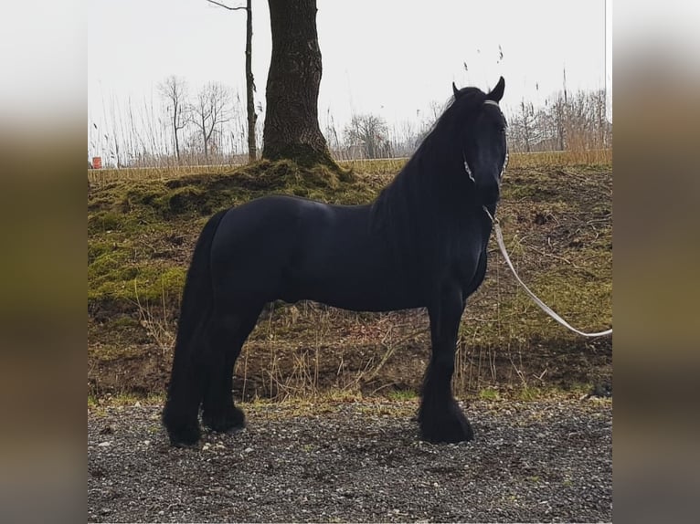 Fell pony Stallion Foal (01/2024) 13,2 hh Gray in Medemblik