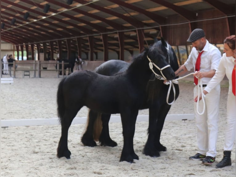 Fell pony Stallion Foal (01/2024) 13,2 hh Gray in Medemblik