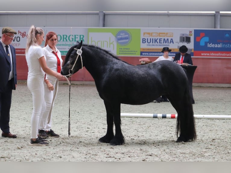 Fell pony Stallion Foal (01/2024) 13,2 hh Gray in Medemblik