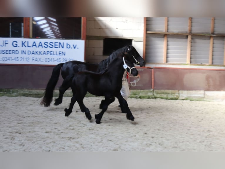 Fell pony Stallion Foal (01/2024) 13,2 hh Gray in Medemblik