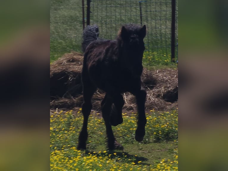 Fell pony Stallion Foal (03/2024) 13 hh Black in Mcalester