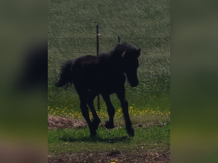 Fell pony Stallion Foal (03/2024) 13 hh Black in Mcalester