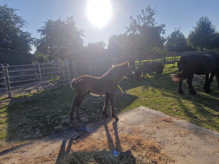 Fell pony Stallion Foal (06/2025) 13,3 hh Black in Hattorf am Harz
