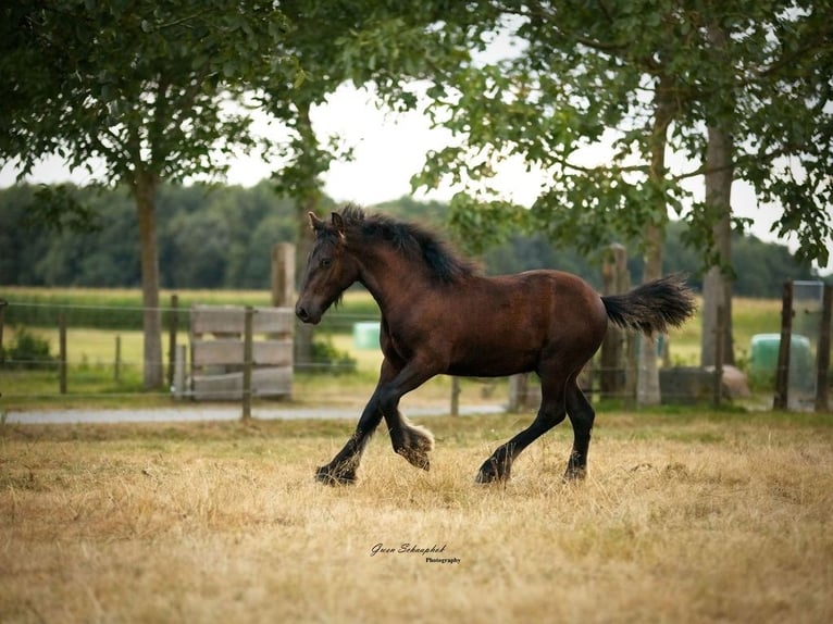 Fell pony Stallion Foal (03/2026) Black in Fochteloo