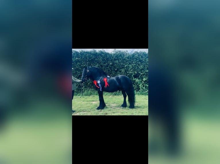 Fellpony Hengst 11 Jahre Rappe in Yate