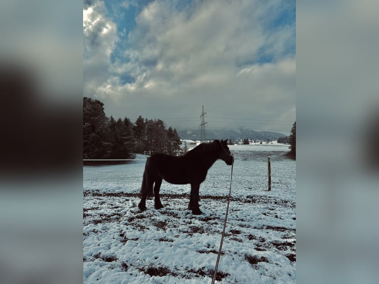 Fellpony Hengst 16 Jahre in Füssen