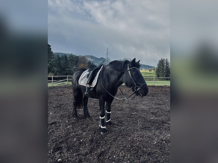 Fellpony Hengst 16 Jahre in Füssen