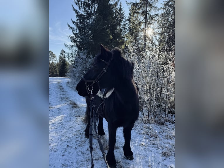 Fellpony Hengst 16 Jahre in Füssen