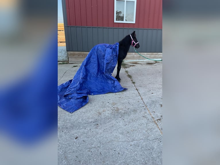 Fellpony Hengst 1 Jahr 104 cm Rappe in Wooster