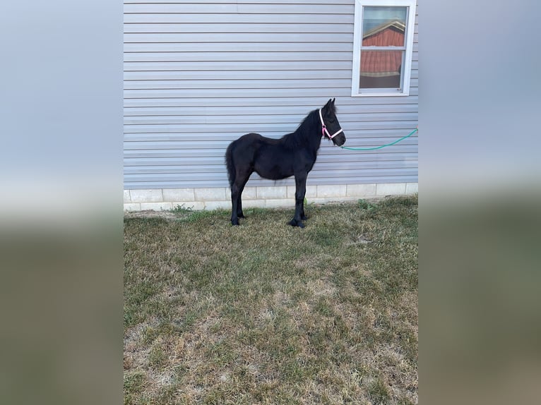 Fellpony Hengst 1 Jahr 104 cm Rappe in Wooster