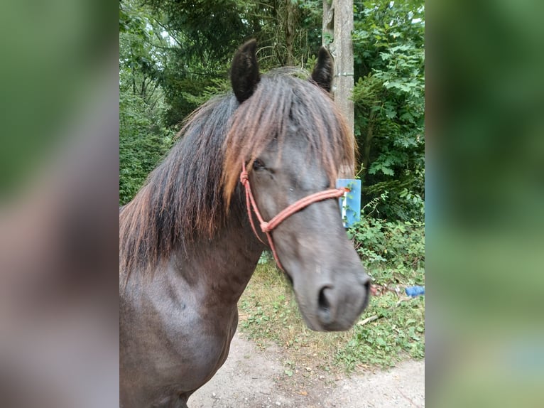 Fellpony Hengst 1 Jahr 137 cm Rappe in Reusel