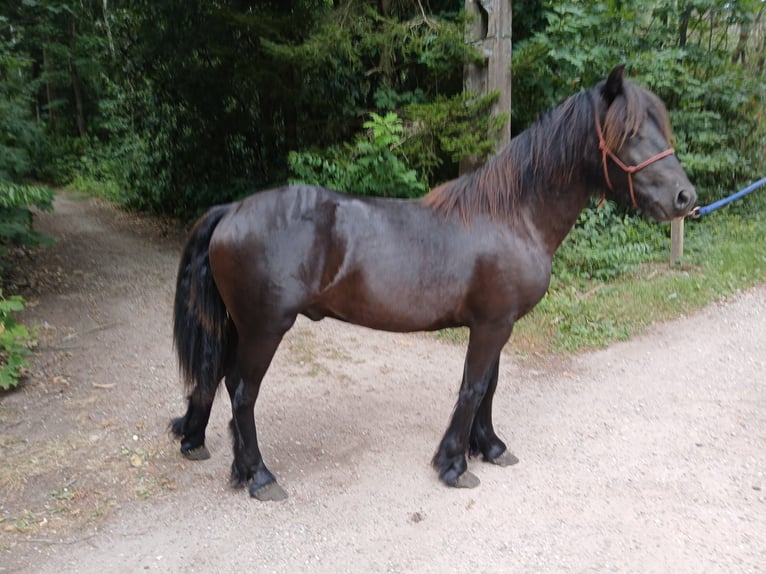 Fellpony Hengst 1 Jahr 137 cm Rappe in Reusel
