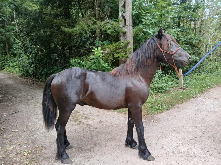 Fellpony Hengst 1 Jahr 137 cm Rappe in Reusel