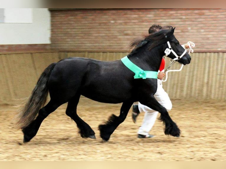 Fellpony Hengst 1 Jahr 140 cm Schimmel in Medemblik