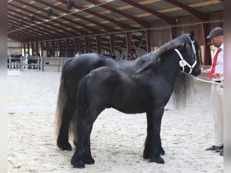 Fellpony Hengst 1 Jahr 140 cm Schimmel in Medemblik