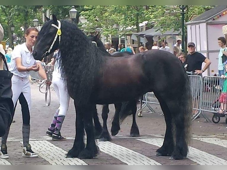 Fellpony Hengst 1 Jahr 140 cm Schimmel in Medemblik