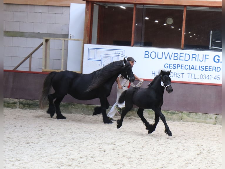 Fellpony Hengst 1 Jahr 140 cm Schimmel in Medemblik