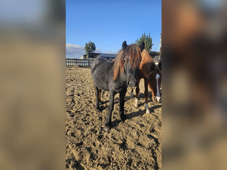 Fellpony Hengst 1 Jahr 140 cm Schimmel in Medemblik