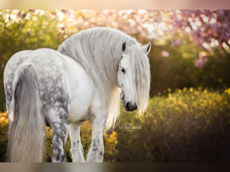 Fellpony Hengst 1 Jahr 140 cm Schimmel in Medemblik