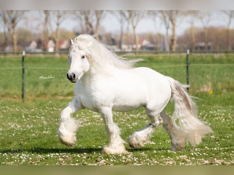 Fellpony Hengst 1 Jahr 140 cm Schimmel in Medemblik