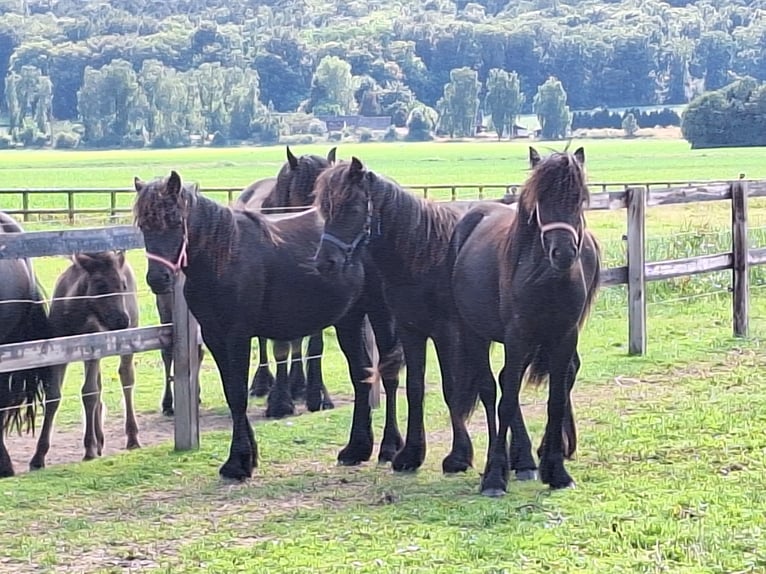 Fellpony Hengst 1 Jahr Rappe in Zeddam