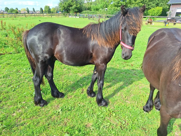 Fellpony Hengst 1 Jahr Rappe in Zeddam