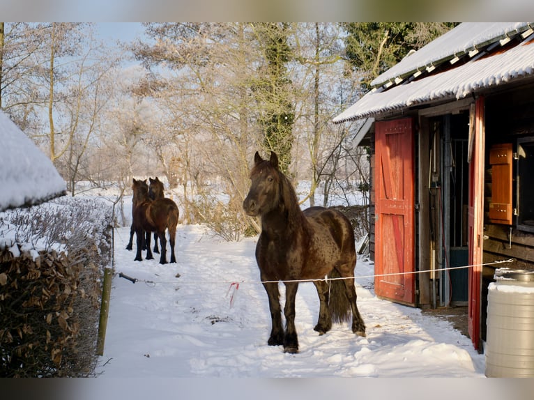 Fellpony Hengst 1 Jahr Rappe in Eastermar