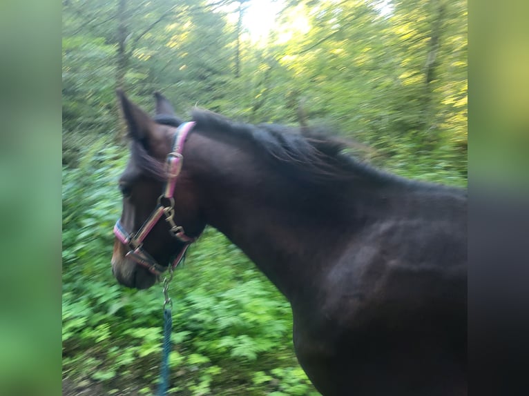 Fellpony Hengst 2 Jahre 135 cm Dunkelbrauner in Bleienbach