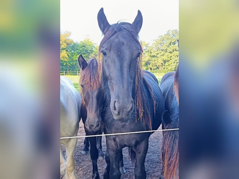 Fellpony Hengst 2 Jahre 139 cm Rappe in Weener