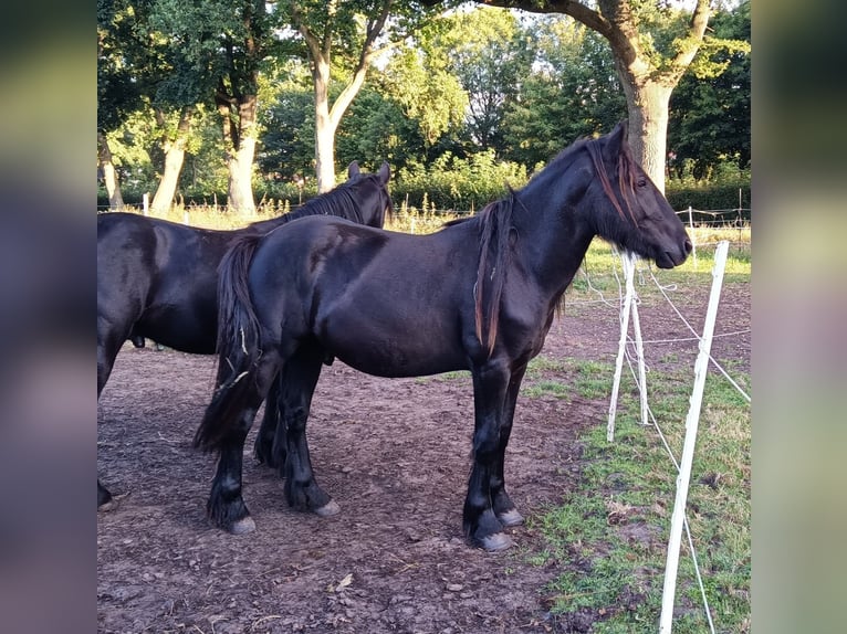 Fellpony Hengst 2 Jahre 139 cm Rappe in Weener