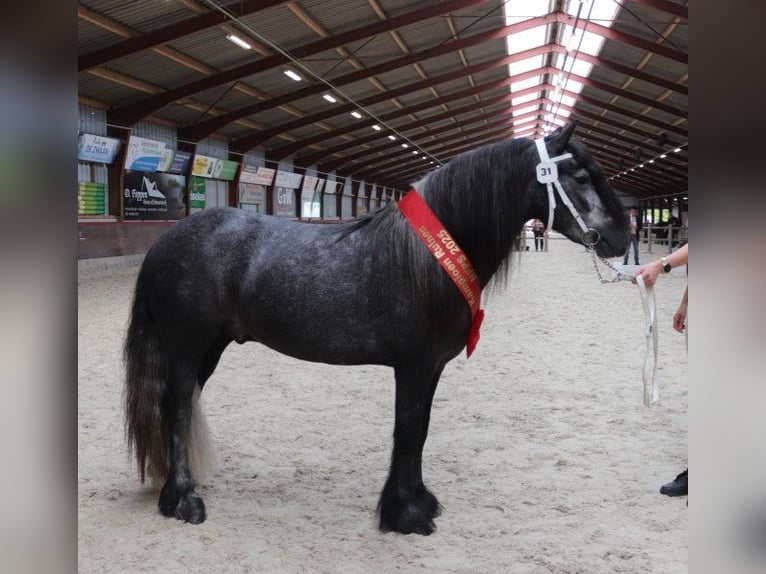 Fellpony Hengst 2 Jahre 140 cm Schimmel in Medemblik