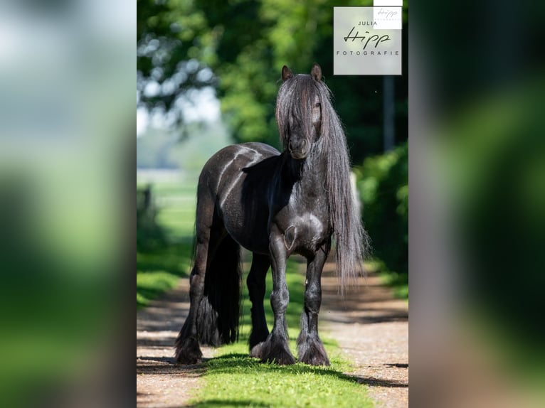 Fellpony Hengst 5 Jahre 137 cm Rappe in Weener