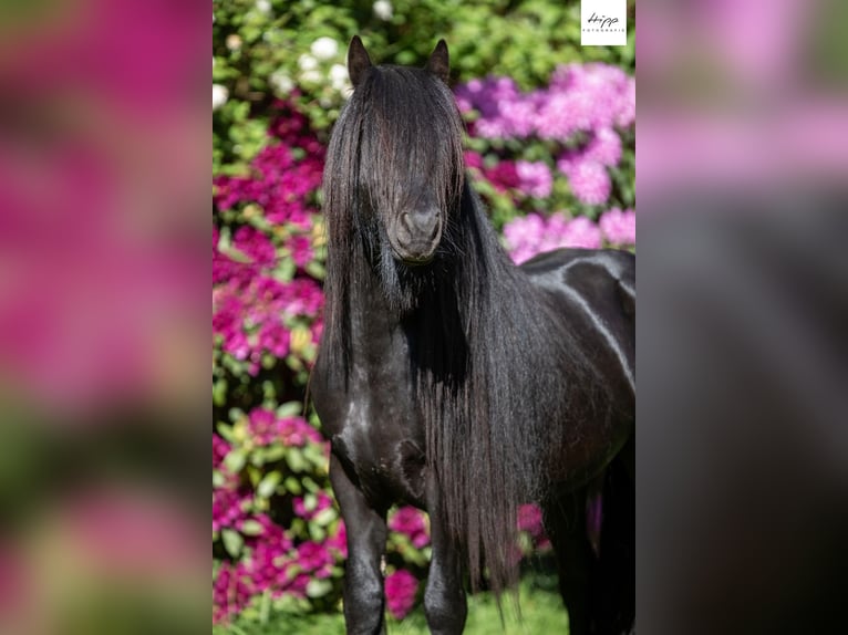 Fellpony Hengst 5 Jahre 137 cm Rappe in Weener